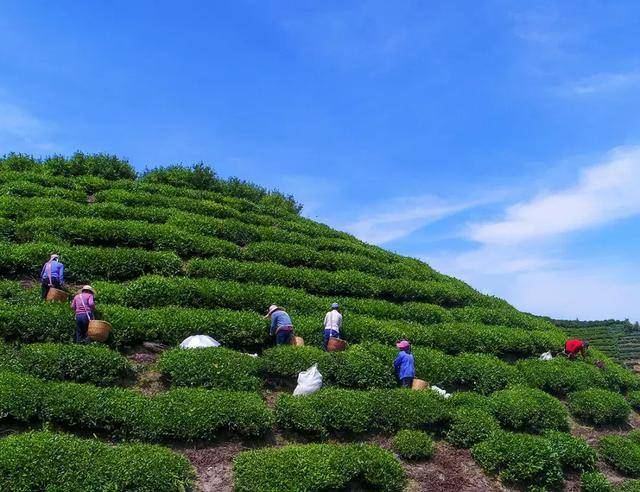 徽茶丨老竹大方 傳承古法，品味農(nóng)副產(chǎn)品的醇香