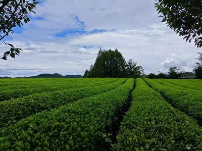 向新黔行│擁抱新茶飲 小縣城茶業(yè)發(fā)展迎新機遇