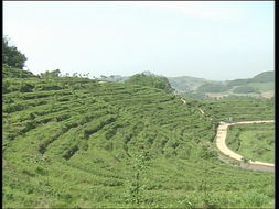 品味自然精華，探尋茶葉種植基地與農(nóng)副產(chǎn)品銷(xiāo)售之旅