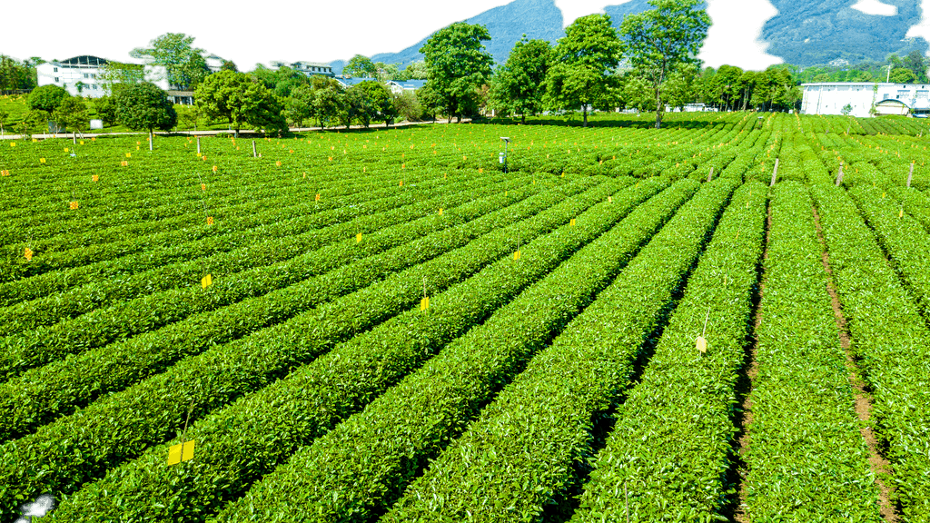 打造視覺(jué)盛宴 原創(chuàng)茶園航拍免摳元素，賦能農(nóng)副產(chǎn)品品牌升級(jí)與銷(xiāo)售