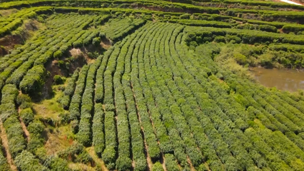 英山云霧茶榮獲國(guó)家地標(biāo)產(chǎn)品保護(hù)示范區(qū)授牌，助推茶葉產(chǎn)業(yè)高質(zhì)量發(fā)展