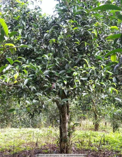 從茶樹(shù)品種到品飲藝術(shù) 全面指南如何挑選高品質(zhì)普洱茶